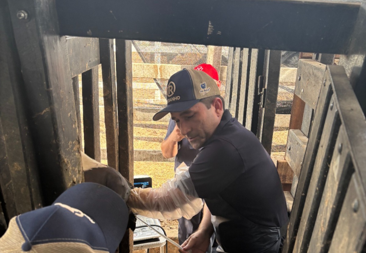 Homem fazendo FIV em rebanho