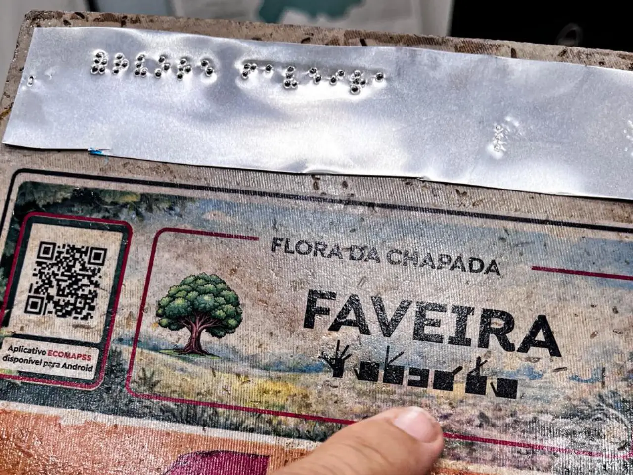 Placa de Identificação destacando a espécie Faveira. Além do QR Code, na placa há símbolos de LIBRAS e inscrições gravadas em Braille