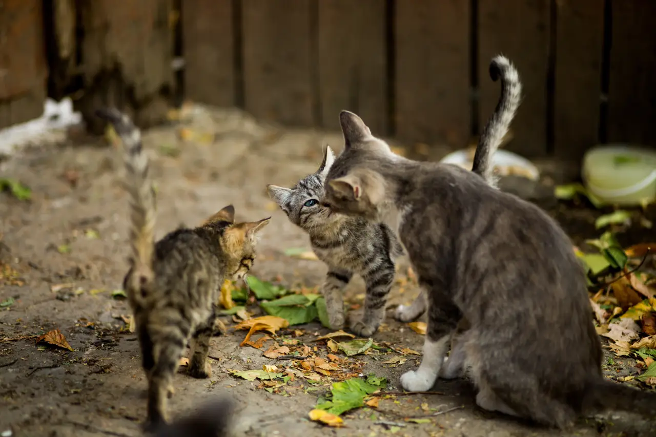 Alimentação irregular de gatos em condomínio gera indenização para condomínio