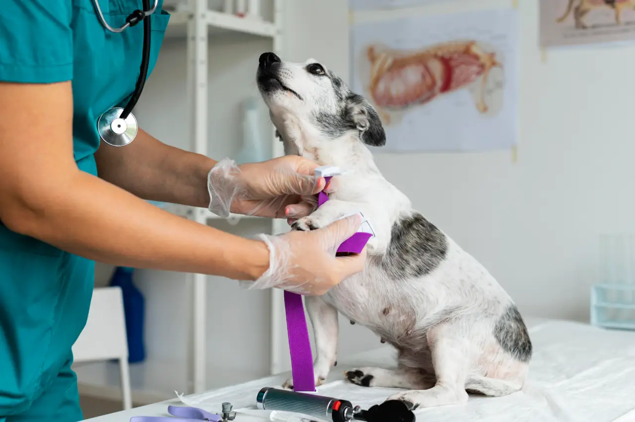 close-no-veterinario-cuidando-do-cachorro