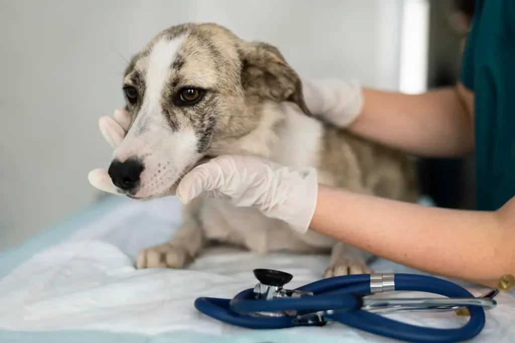 OAB-CE e Prefeitura de Fortaleza firmam parceria para combater maus-tratos a animais