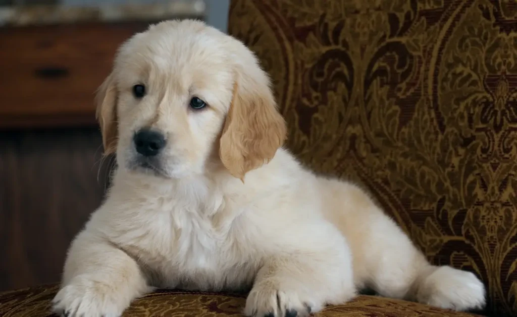 Funcionária pede licença remunerada para cuidar de filhote de cachorro